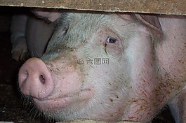 豬,母豬,農(nóng)場
