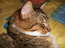 貓,睡眠,床