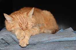 猫,小猫,红色