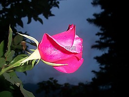 玫瑰,粉紅色,花