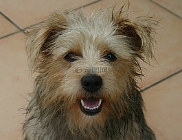 狗,小獵犬,混合