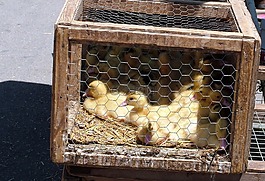 小雞,小鴨,鳥