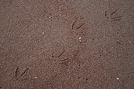 海鷗,海灘,沙