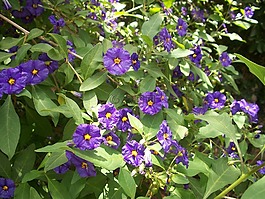 花,鲜花,布什