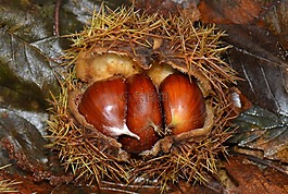 栗子,性質(zhì),秋季