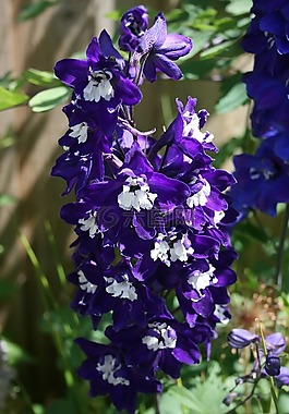 花,深,紫色