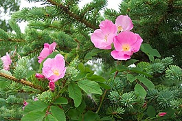 玫瑰,粉紅色,野生