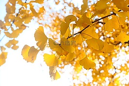 银杏,叶,树