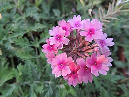 花,花園,夏天