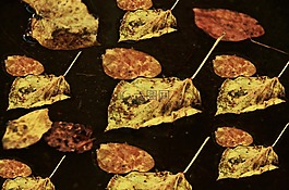 葉子,秋季,枯萎