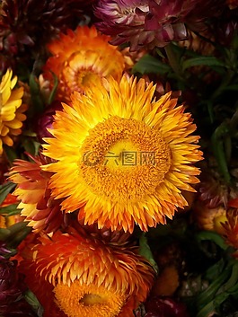 鮮花,黃色,橙色