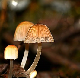 真菌,秋季,森林
