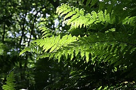 蕨類植物,常見的,綠色