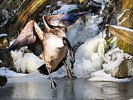 動物,鵝,鳥