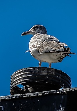 海鷗,鳥,自然