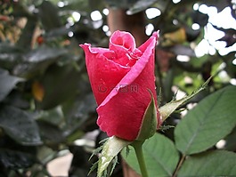 玫瑰,花,粉紅色