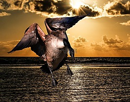 動物,鵝,鳥