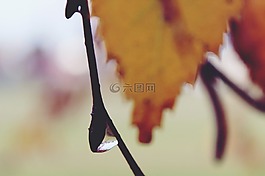 滴,一滴水,露水