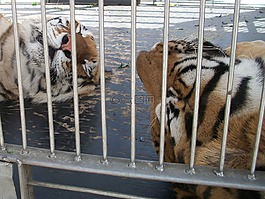 動物群,動物,老虎