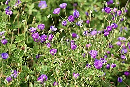 storchschnabel,开花,花