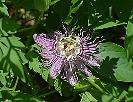 激情的花蕾,芽,花