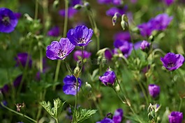storchschnabel,开花,花
