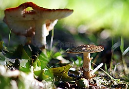 蘑菇,毒蕈,森林