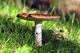 蘑菇,鵝膏菌,森林