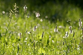 他的祖母,花,草