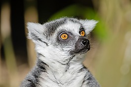 狐猴,環(huán)尾狐猴,靈長類動物