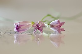 鮮花,旋花,粉紅色