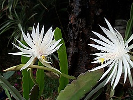 昙花,荷兰人的仙人掌,昙花 oxypetalum