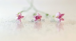 鮮花,旋花,粉紅色
