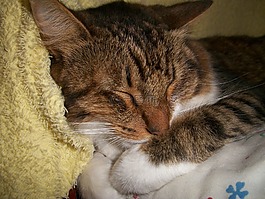 貓,國家行動方案,睡眠