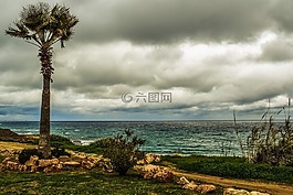 棕櫚樹,海岸,海
