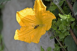 蜜蜂,南瓜花,關(guān)閉