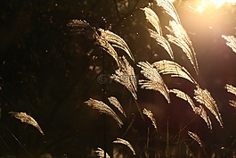 秋季,银草,日落