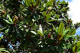 樹(shù),開(kāi)花,玉蘭