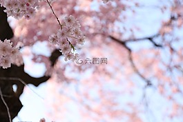 櫻花盛開(kāi),春天,櫻桃花