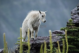 山羊,野生動物,自然