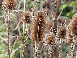 teasel,野花,自然