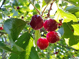 biggarå,花园,红色