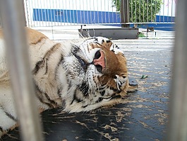 虎,籠,動物