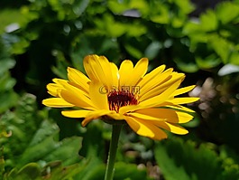 花卉,黄色,万寿菊
