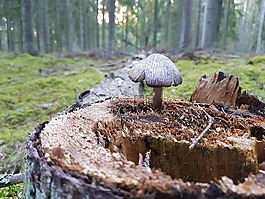 蘑菇,森林,殘端