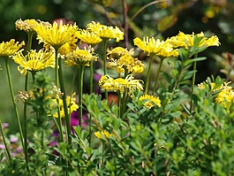 鮮花,黃色的花,花園
