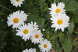 雛菊,鮮花,有吸引力