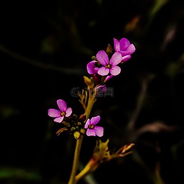 野花,紫色,開(kāi)花
