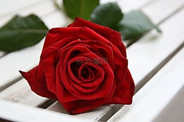 玫瑰,紅色,花