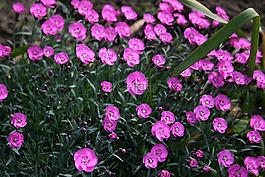 花,紫色,有吸引力